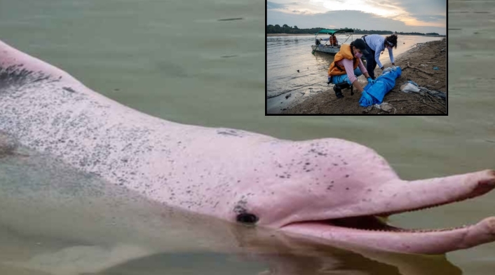Cientos de delfines rosados aparecen muertos en el Amazonas ¿Qué pasó?
