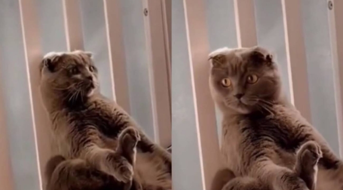 Gato se quedó como una estatua para evitar jugar con un bebé