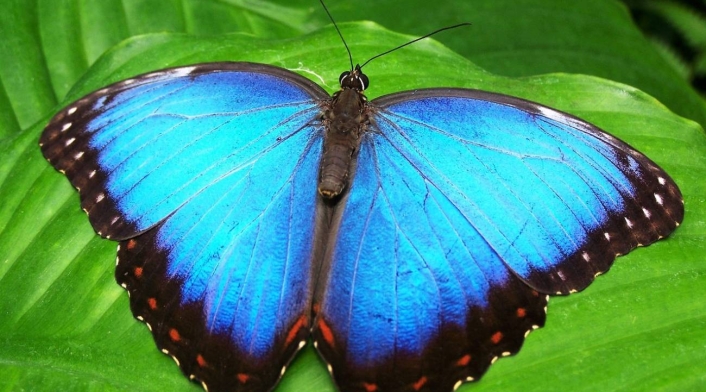 Mariposa