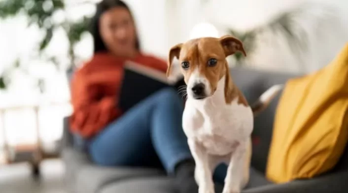 ¿Qué tanto sabe de la nutrición de su mascota? ¿Qué tanto sabe de la nutrición de su mascota?