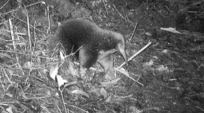 Avistamiento de especie que se creía extinta