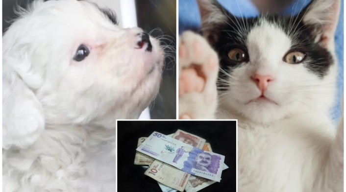 Lo que vale tener una mascota en Colombia: no es poco dinero