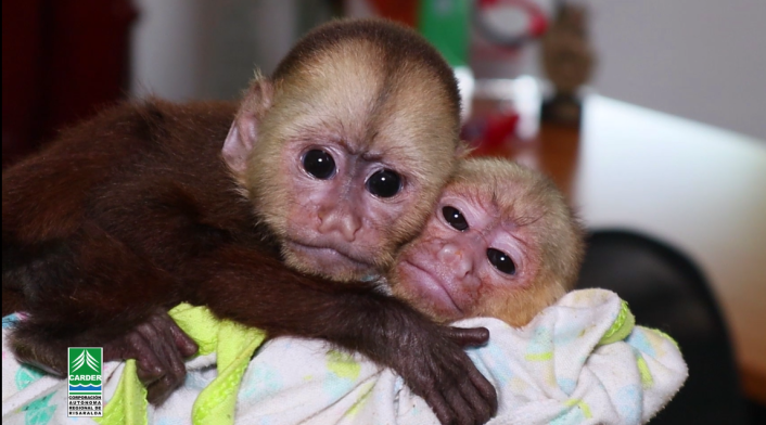 Monos rescatados