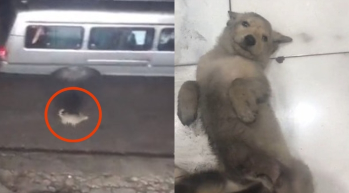 Hombre graba abandono de perrito y lo adopta Hombre graba abandono de perrito y lo adopta