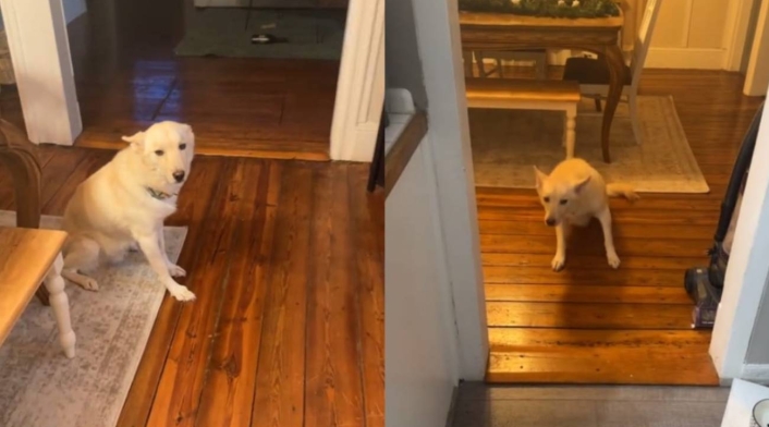 Perro se emborrachó