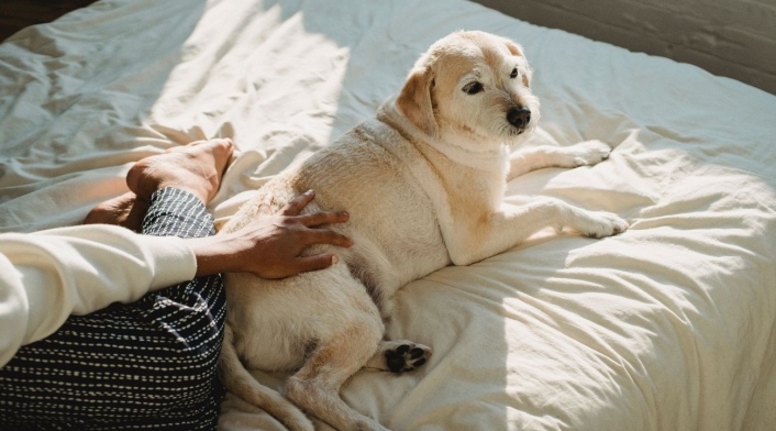 ¿Qué riesgos tiene dormir con la mascota? Perrito en la cama