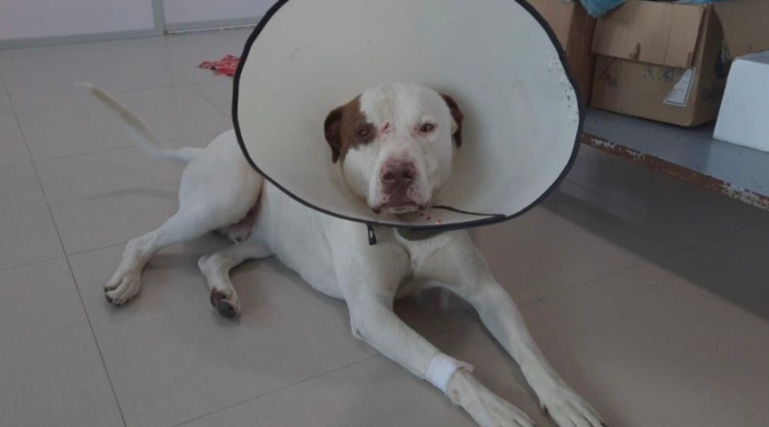 Perro agredido en Cundinamarca
