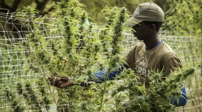 VENTA LEGAL DE CANNABIS