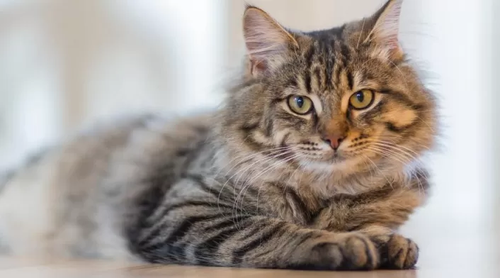 Vacuna alargaría la vida de los gatos Gatos