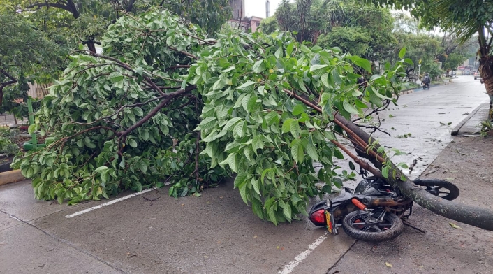 Aguacero en Cali dejó varios árboles caídos