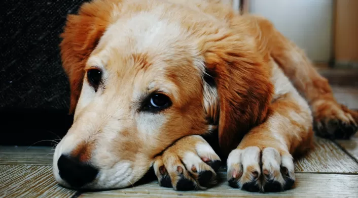 Perros: palabras que sí entienden Perro