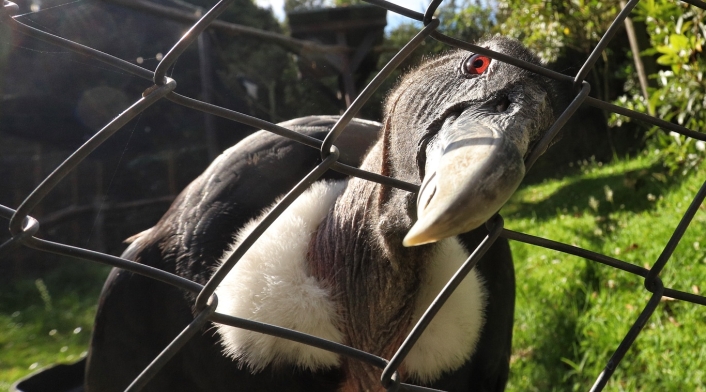 Conservación del Cóndor andino en el Parque Jaime Duque