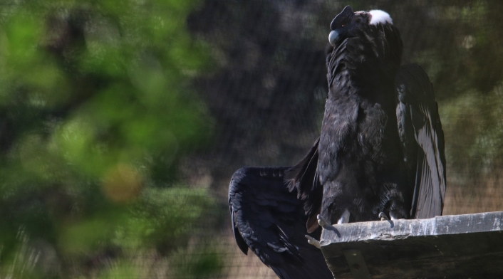 Conservación del Cóndor andino en el Parque Jaime Duque