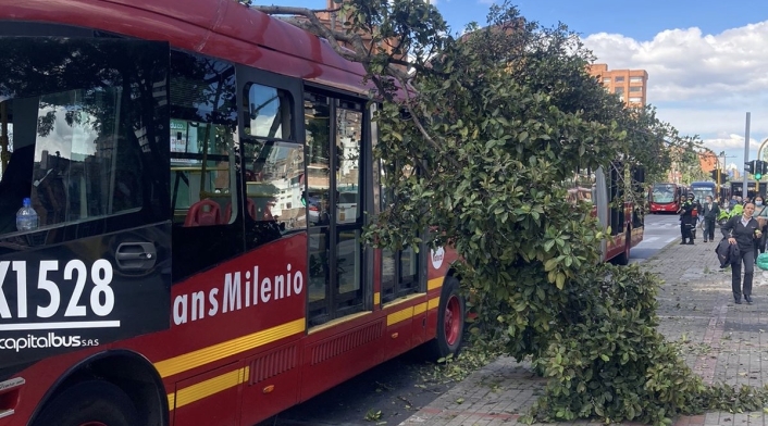 Árbol caído en un Transmilenio