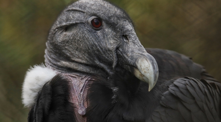 Conservación del Cóndor andino en el Parque Jaime Duque