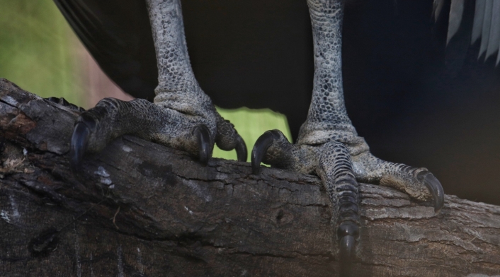 Conservación del Cóndor andino en el Parque Jaime Duque