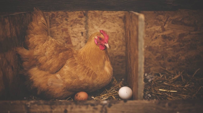 Gallina Gallina