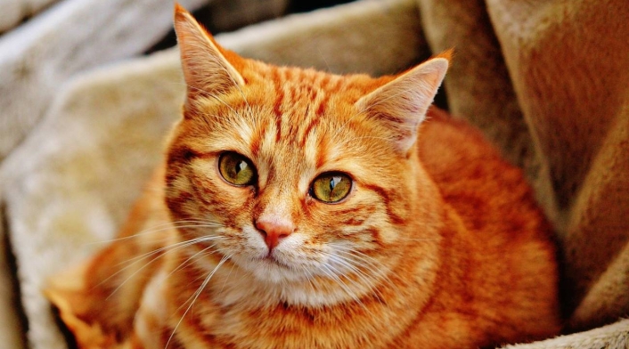 Gato