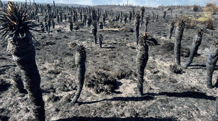 Cementerio de frailejones tras cuatro días de incendios en Páramo de Berlín y Santurbán.