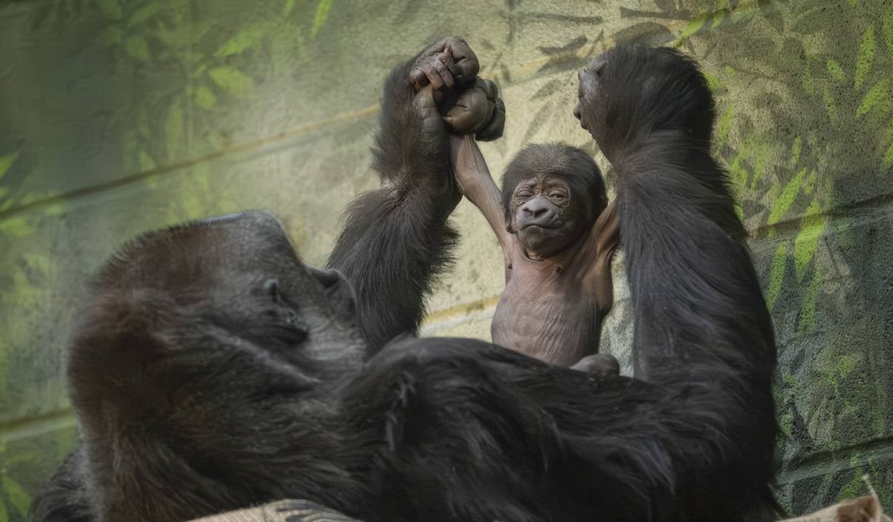 Gorila en peligro de extinción nace en zoológico de Londres Gorila en peligro de extinción nace en zoológico de Londres