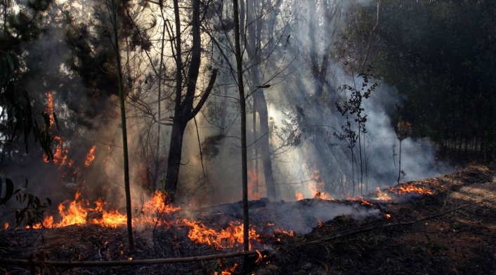 Incendio Forestal