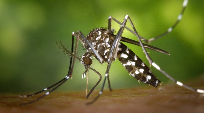 Mosquito