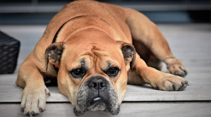 Países donde todavía se come carne de perro Perro