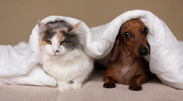 Perro y gato Perro y gato