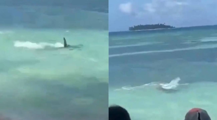 Bañista fue sorprendido por tiburón en San Andrés Bañista fue sorprendido por tiburón en San Andrés