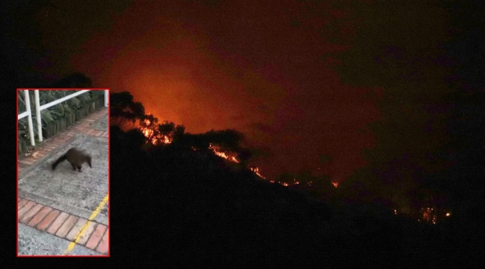 Animales escapan de incendio en Cerros Orientales Animales escapan de incendio en Cerros Orientales