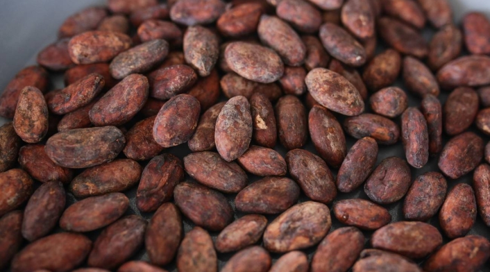 Cacao Cacao