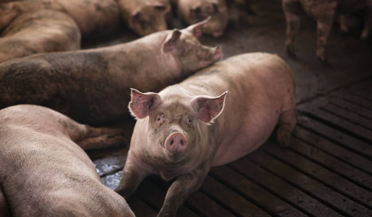 Francesa cambia la venta de tabaco por el cuidado de pezuñas porcinas imagen de la publicación