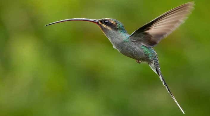 Todos los ciudadanos pueden contribuir con la preservación de las aves