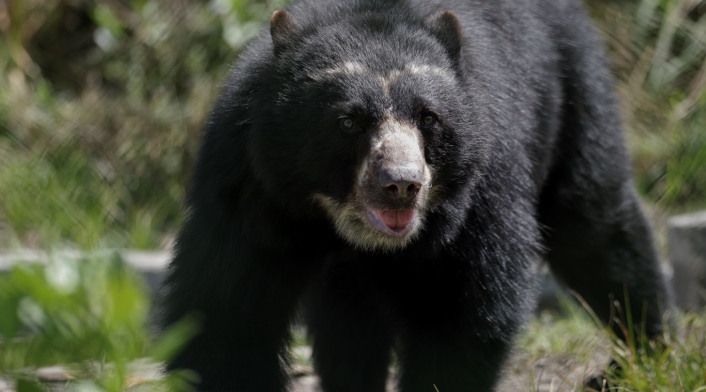 Oso Andino Oso Andino / Oso de Anteojos / Santuario del Oso Andino / Guasca / Cundinamarca / Día mundial del Oso