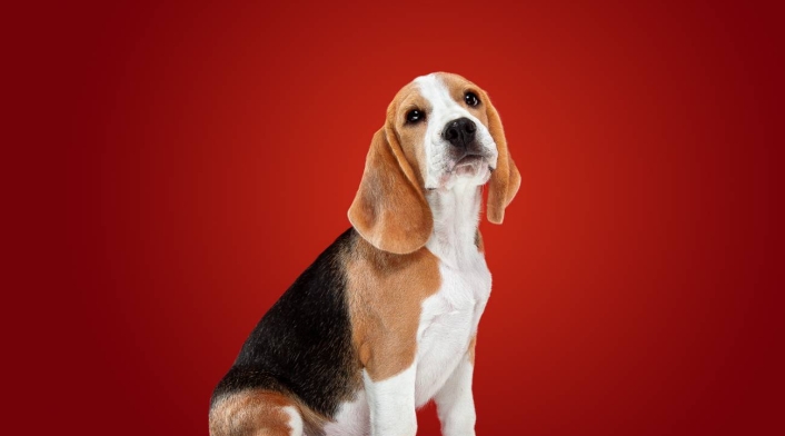 Perro Perro