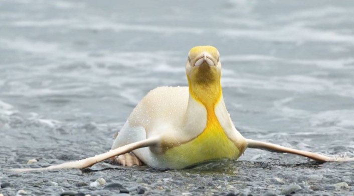Pingüino amarillo Pingüino amarillo