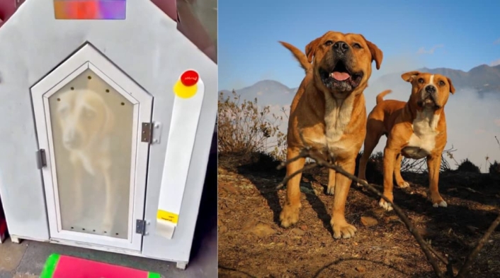 Casilleros para mascotas Casilleros para mascotas