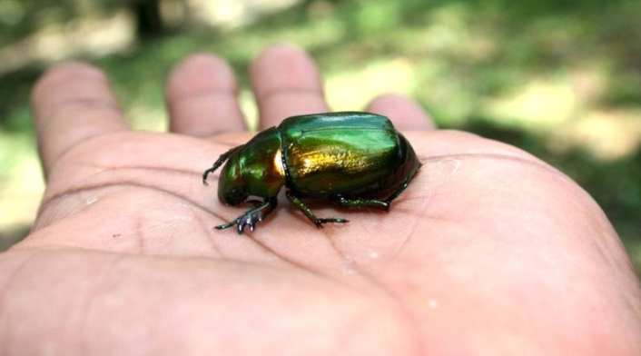 Escarabajo Escarabajo