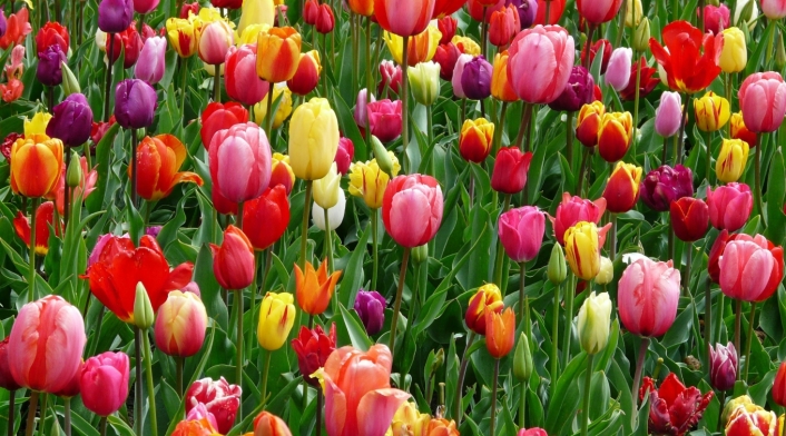 Flores Flores