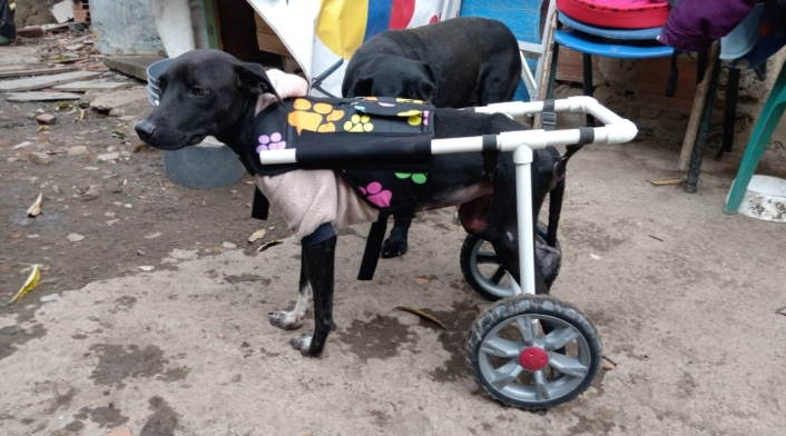 Bello proyecto universitario que ayuda a perritos sin patas Bello proyecto universitario que ayuda a perritos sin patas