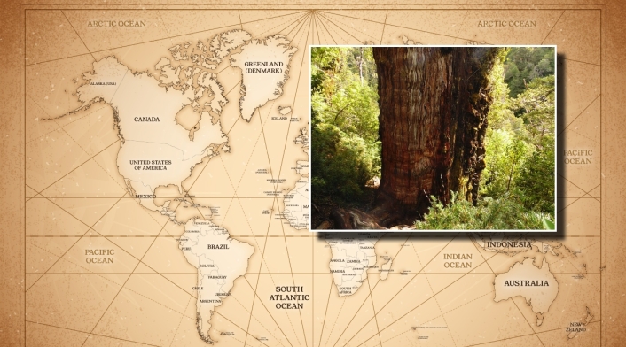 Historia del árbol más viejo del mundo: tiene 5.000 años Historia del árbol más viejo del mundo: tiene 5.000 años