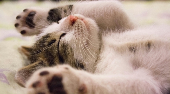 señales infalibles de que tu gato te adora Gatos