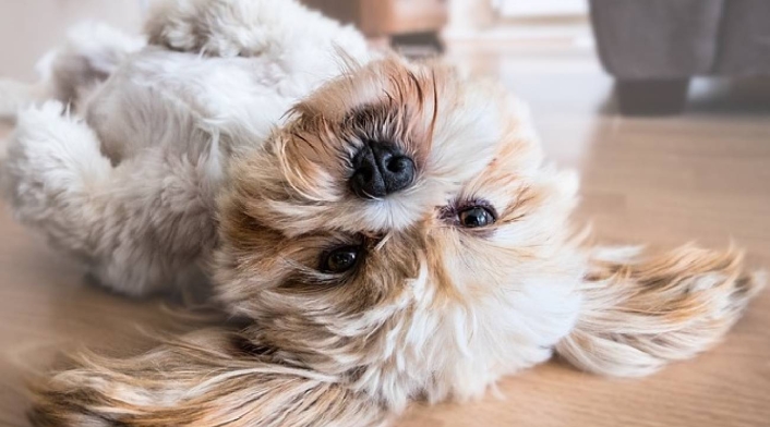 La importancia de esterilizar a su mascota: Un acto de amor puro La importancia de esterilizar a su mascota: Un acto de amor puro