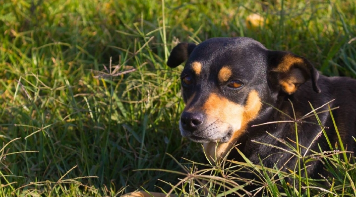 ¿Por qué los perros comen pasto? ¿Por qué los perros comen pasto?
