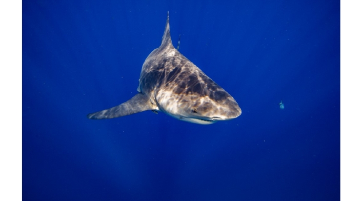 Ataques de tiburones Playas de Florida: ¿Cuáles son las más peligrosas por ataques de tiburones?