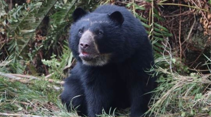 Oso de anteojos Oso de anteojos