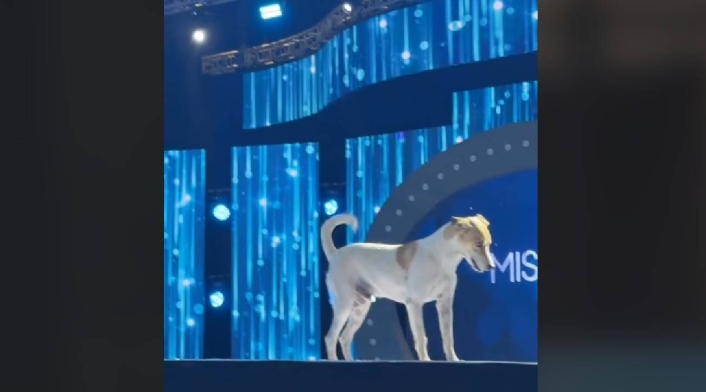Perro en pasarela del Miss Universe Colombia ¡Las redes estallan! Perrito se convierte en el protagonista de Miss Universe Colombia y genera furor entre los usuarios.