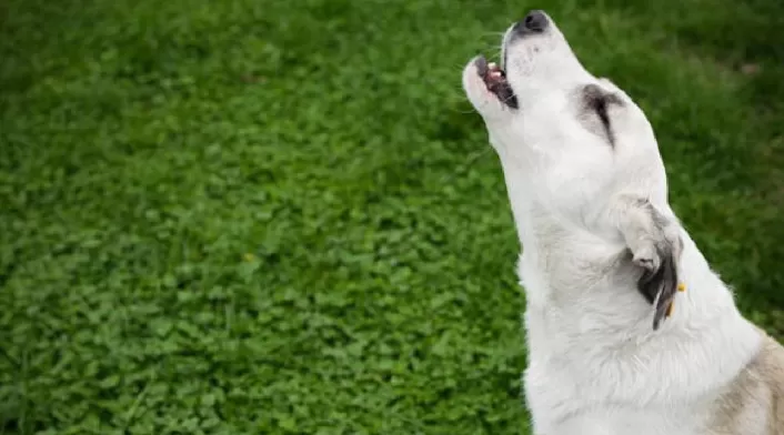 Perros aullando: ¿Por qué lo hacen? Perros aullando
