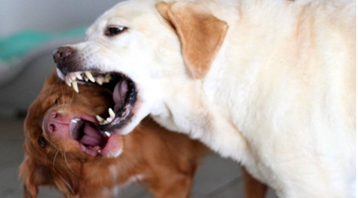 Perros bravos: Cuál es la raza más peligrosa Perros bravos