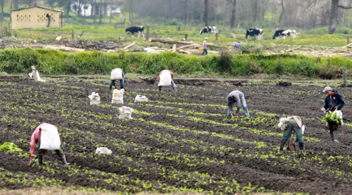 Agricultores en Colombia Agricultores en Colombia